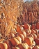 Special Event Insurance, Rockland, Maine